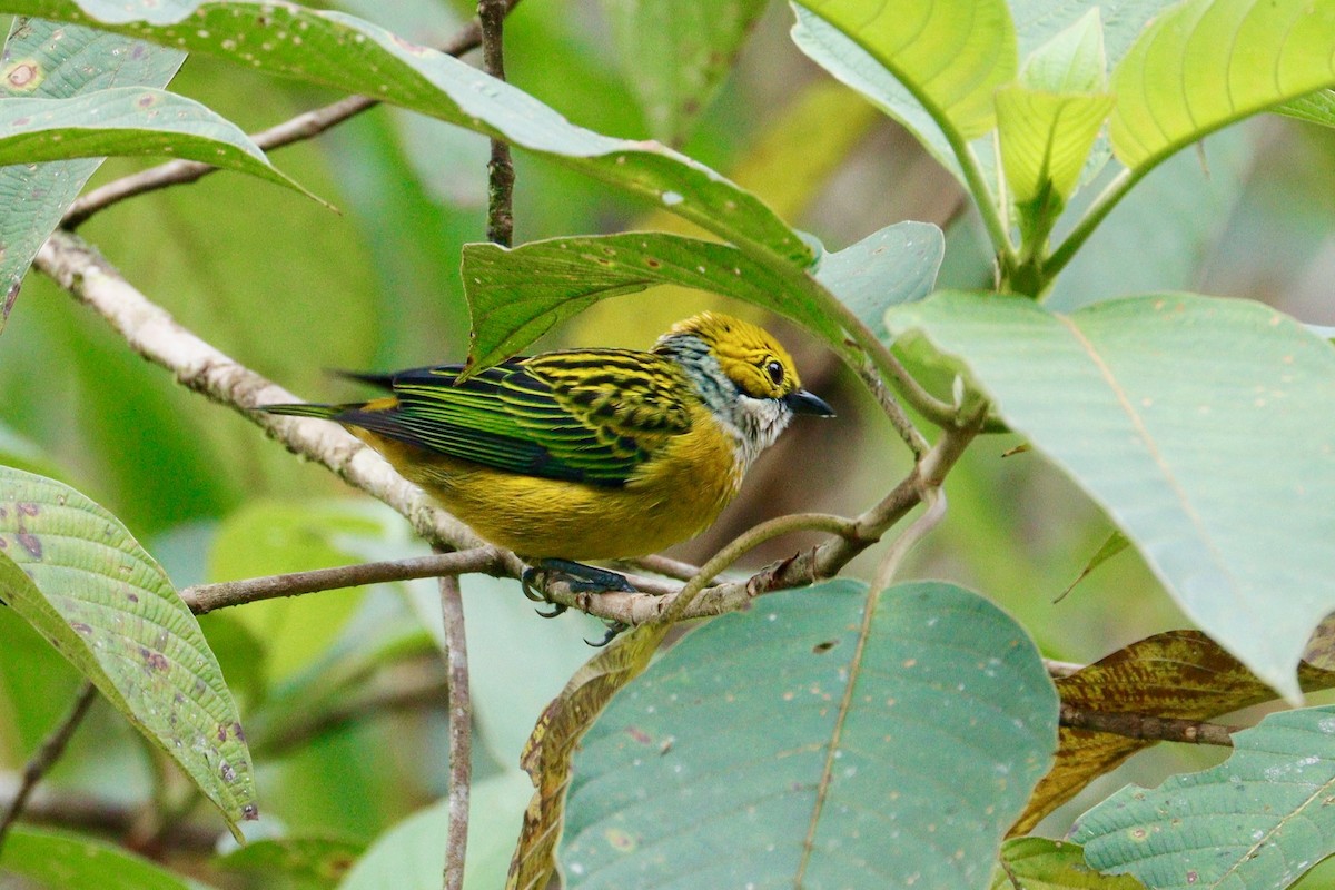 Silver-throated Tanager - ML617878610