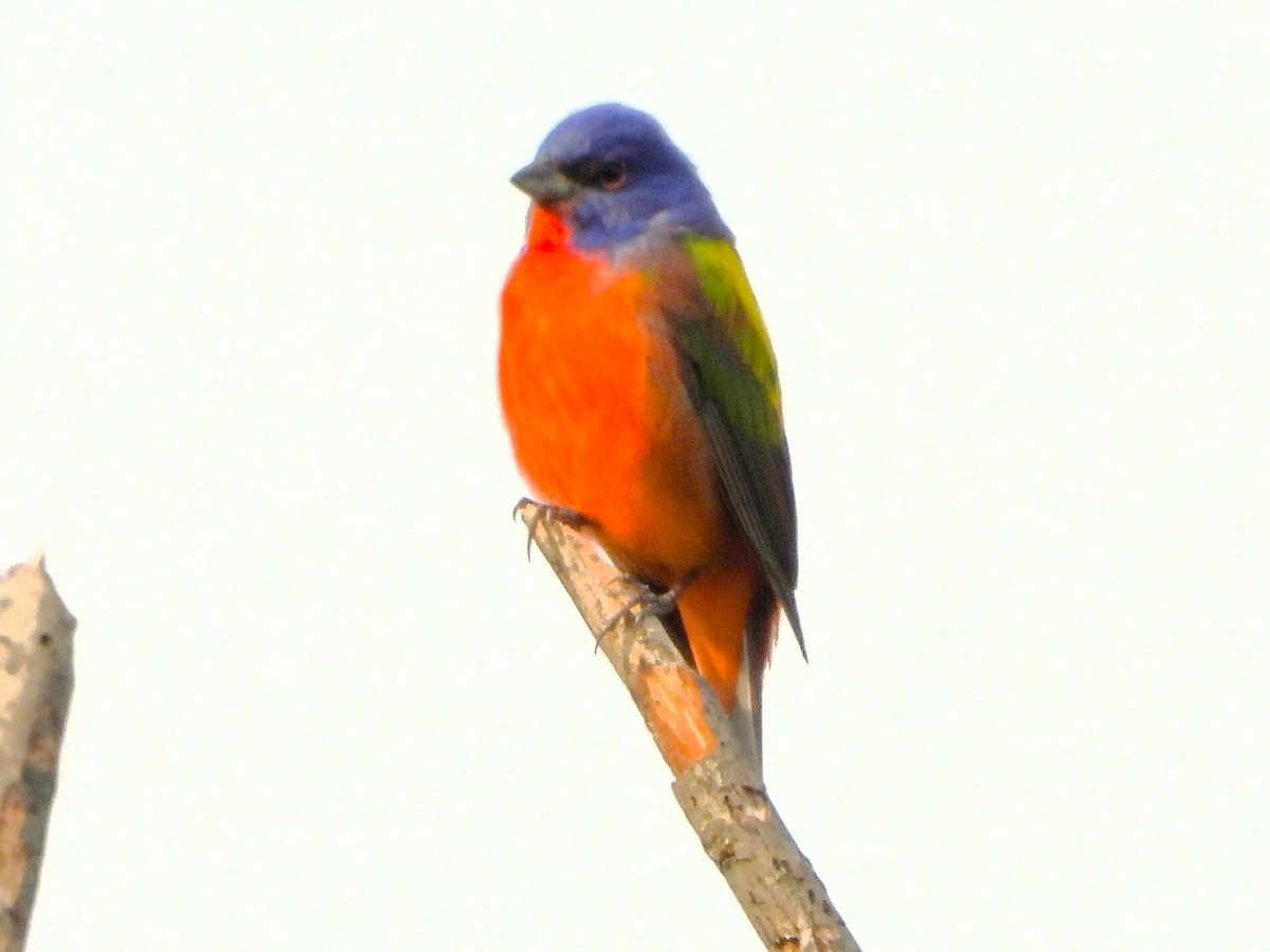 Painted Bunting - ML617878616