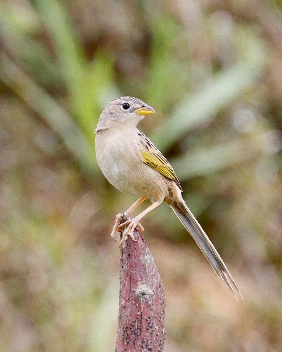Wedge-tailed Grass-Finch - Paul Petrus