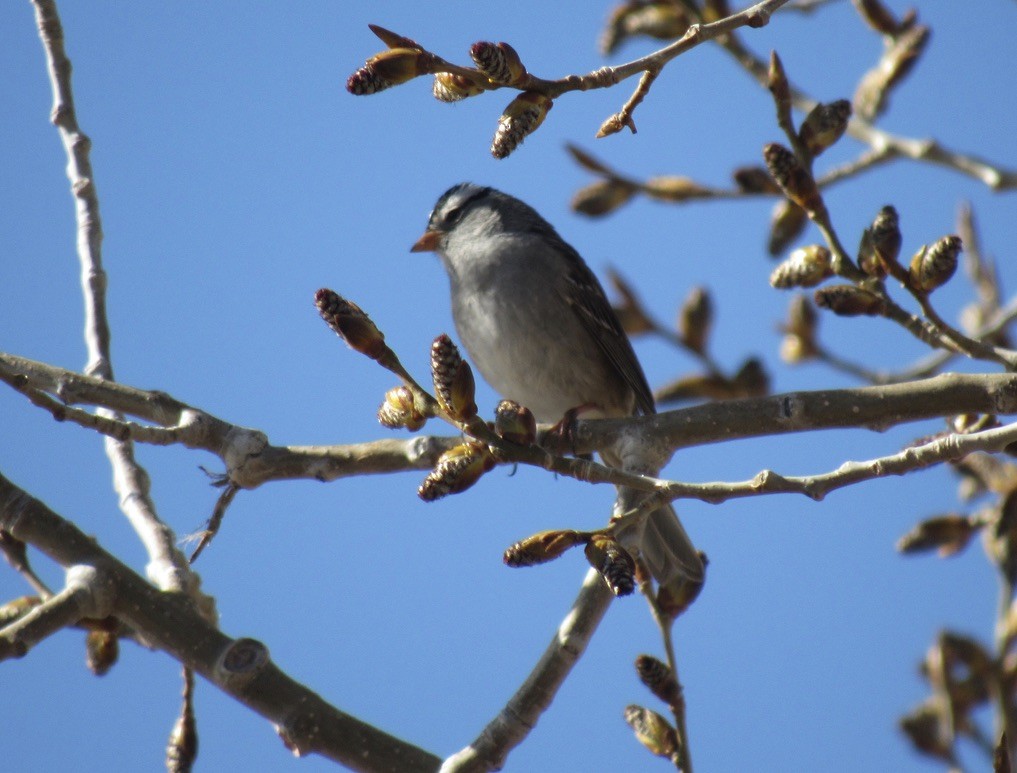 White-crowned Sparrow - ML617878685