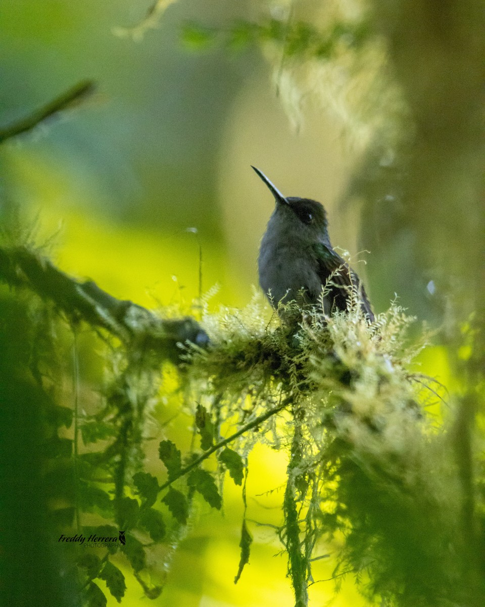 Black-bellied Hummingbird - Freddy Herrera