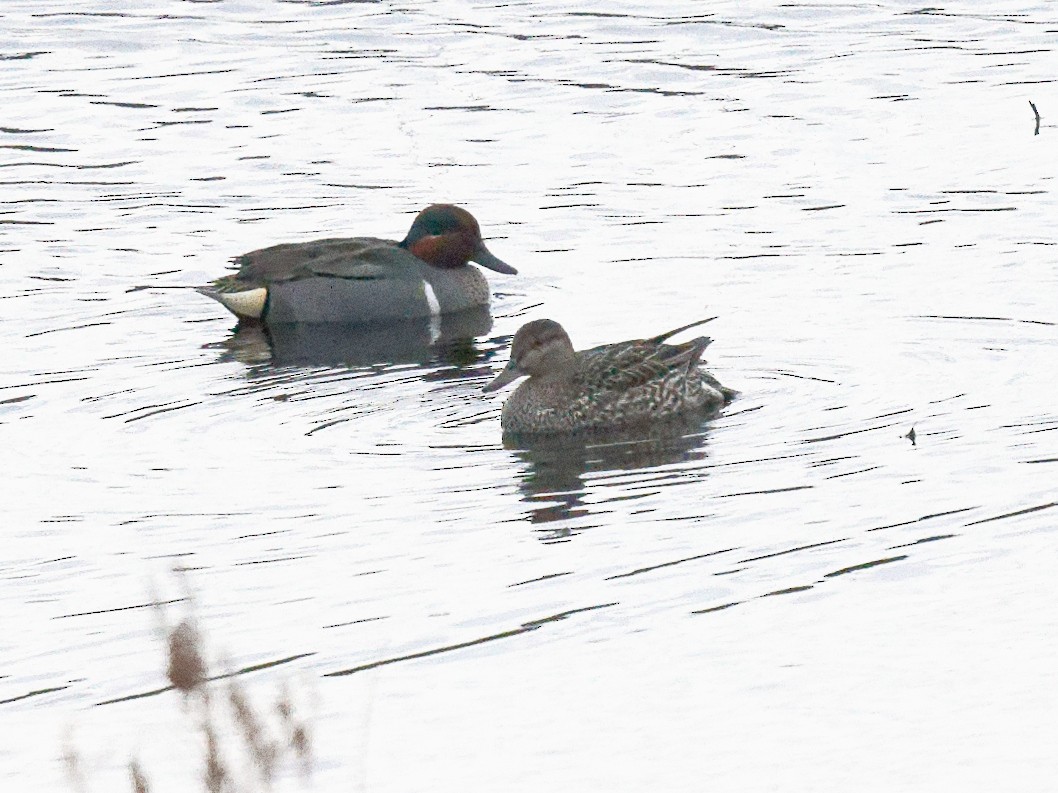 Green-winged Teal - ML617878906