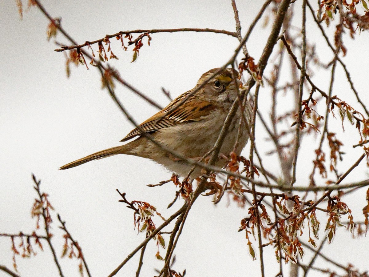 White-throated Sparrow - ML617878962