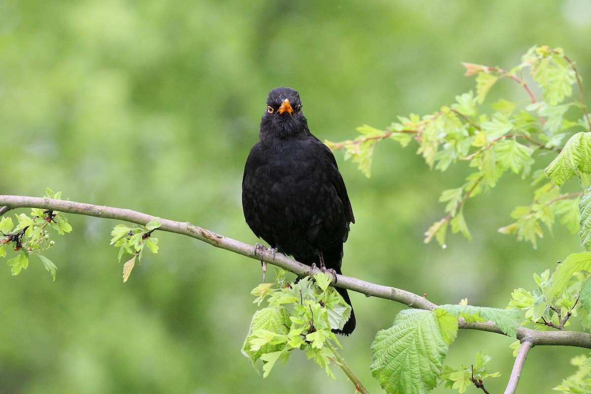 Eurasian Blackbird - ML617878965