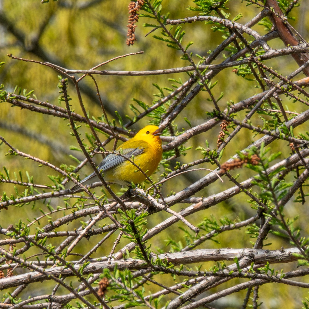 Prothonotary Warbler - ML617878977