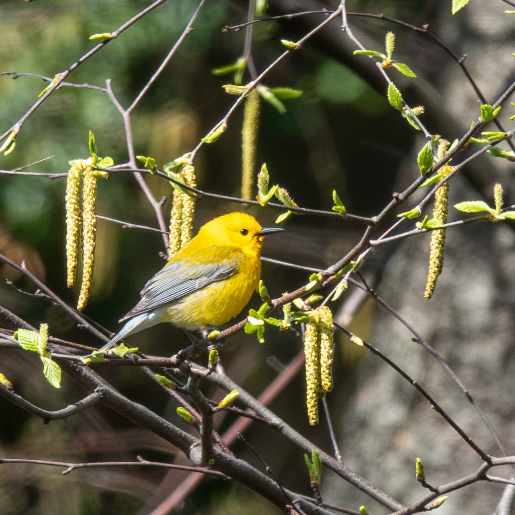 Prothonotary Warbler - ML617878978