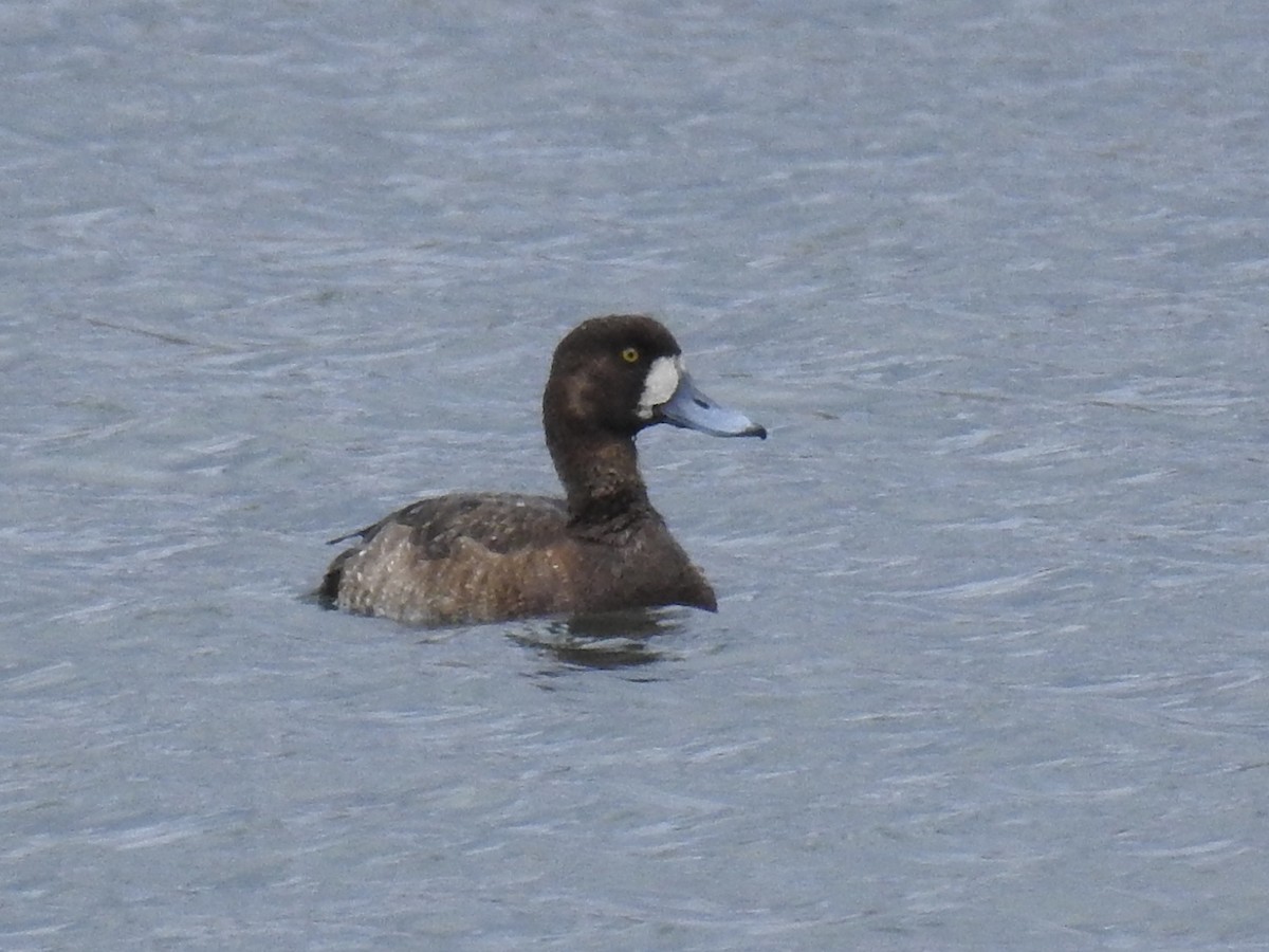 Greater Scaup - ML617879012