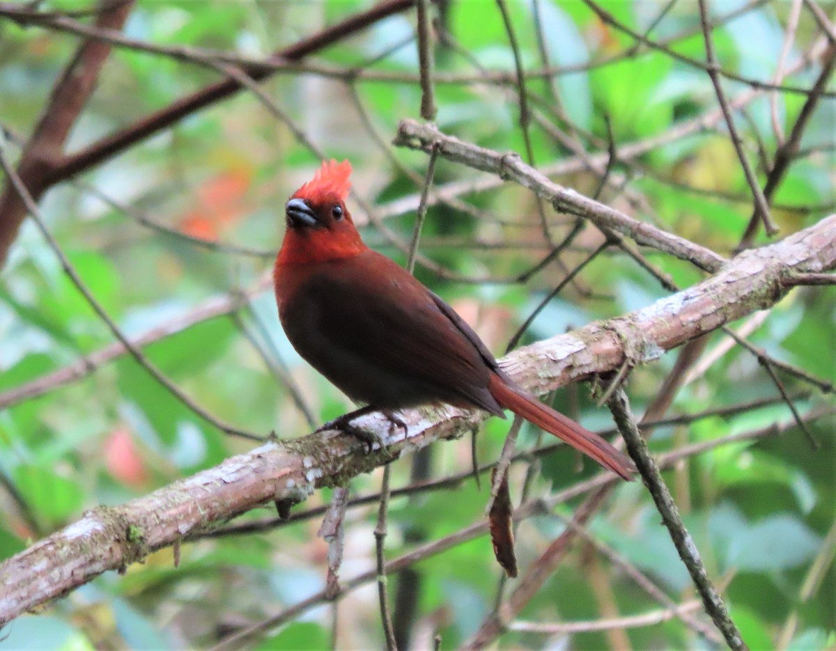 Crested Ant-Tanager - ML617879091