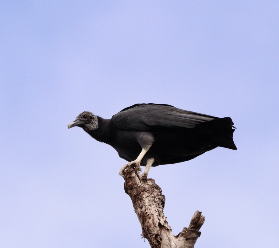 Black Vulture - ML617879135