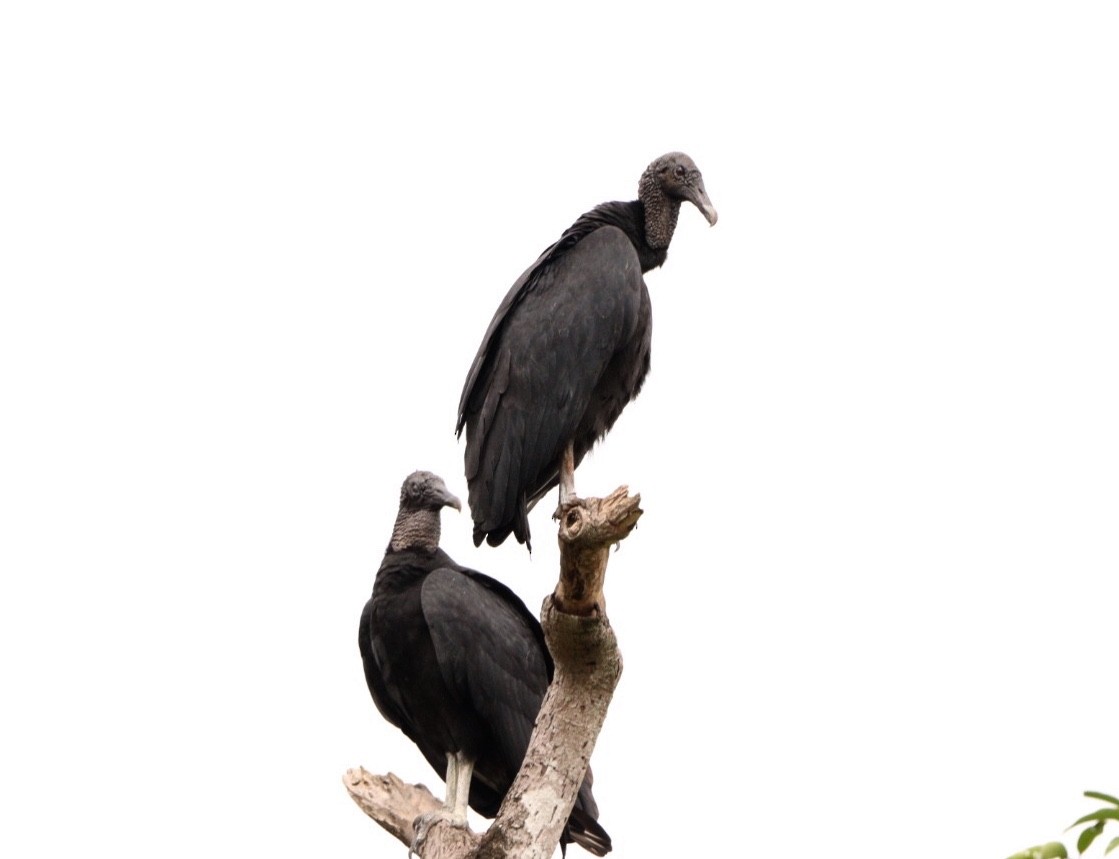 Black Vulture - ML617879137