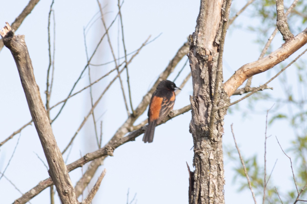 Orchard Oriole - ML617879180