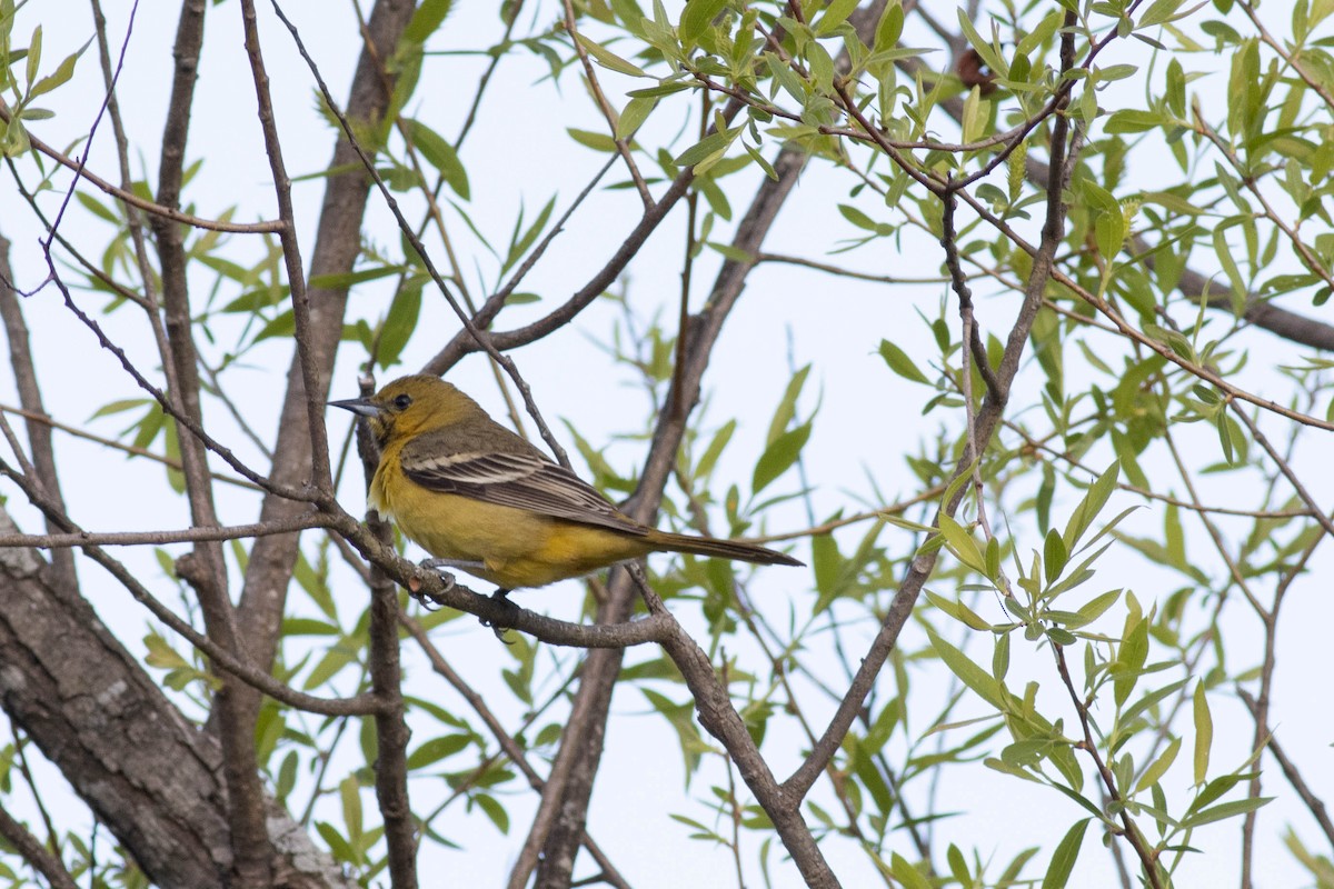 Orchard Oriole - ML617879181