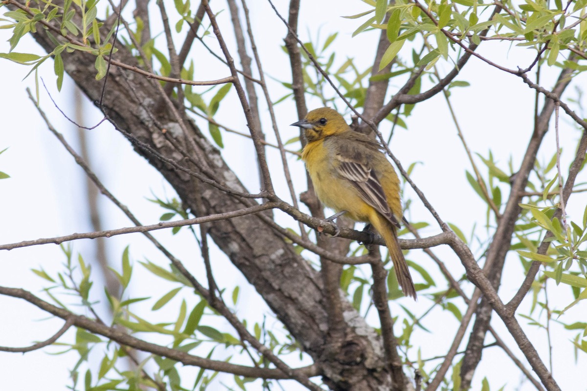 Orchard Oriole - ML617879182