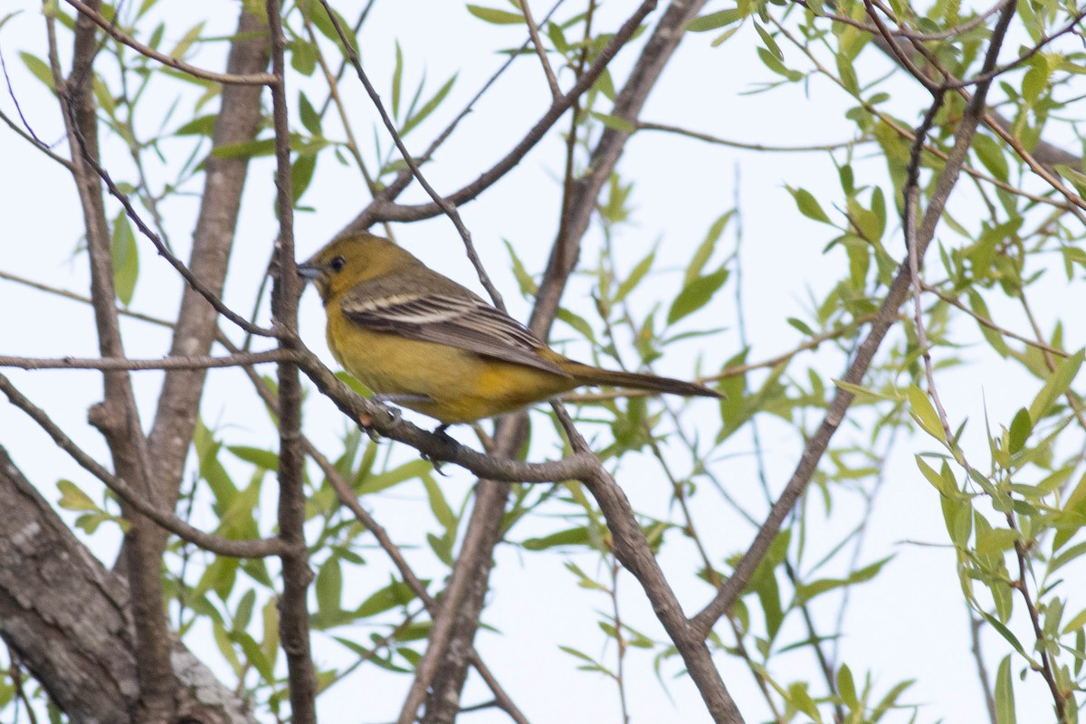 Orchard Oriole - ML617879183