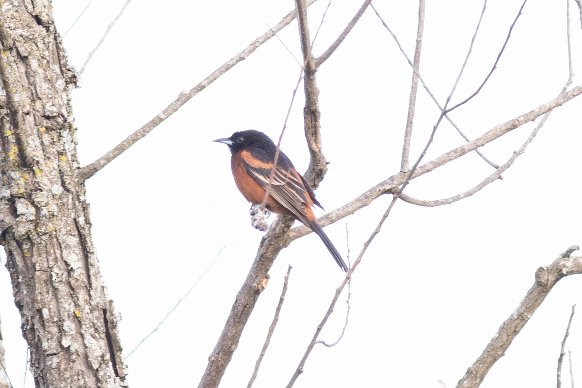 Orchard Oriole - ML617879184