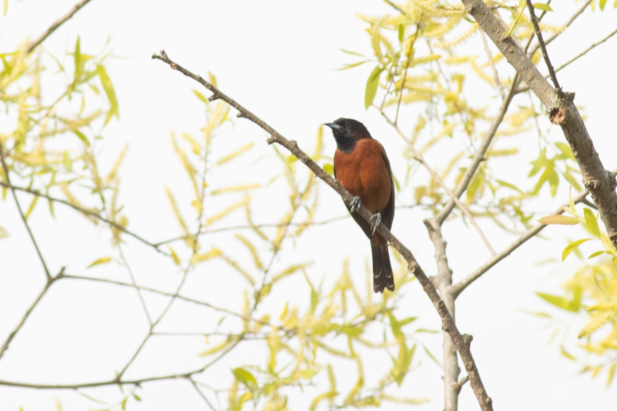 Orchard Oriole - ML617879185