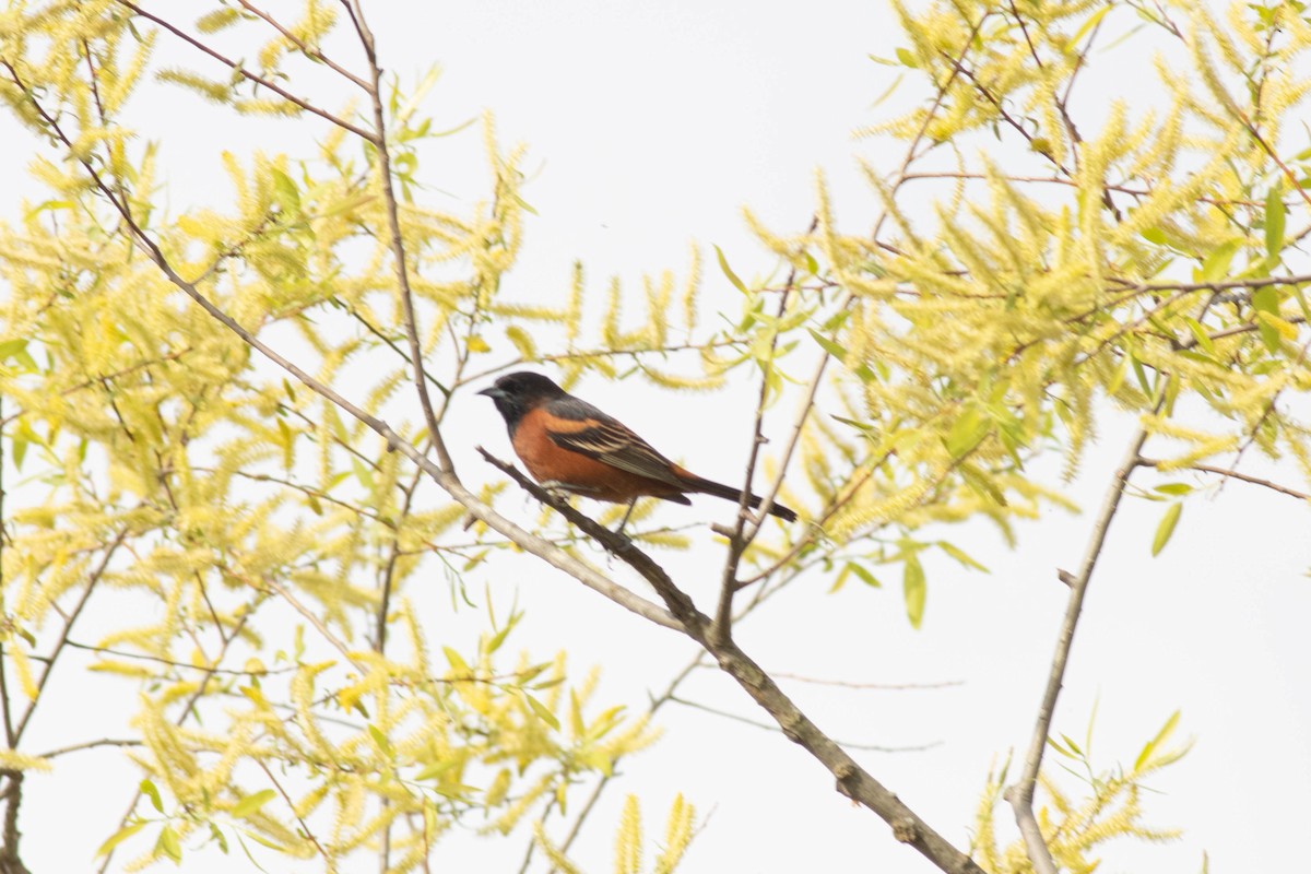 Orchard Oriole - ML617879186