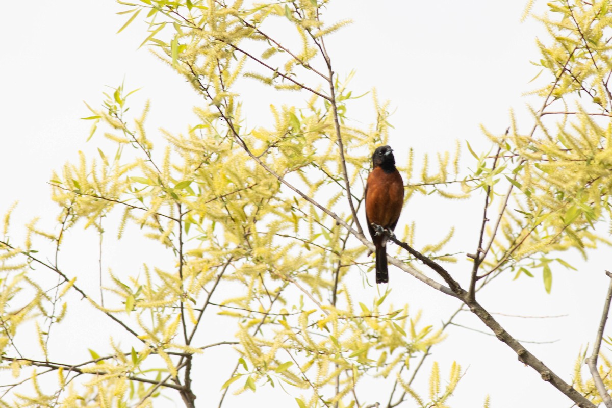 Orchard Oriole - ML617879187