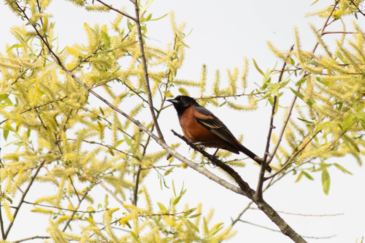 Orchard Oriole - ML617879188