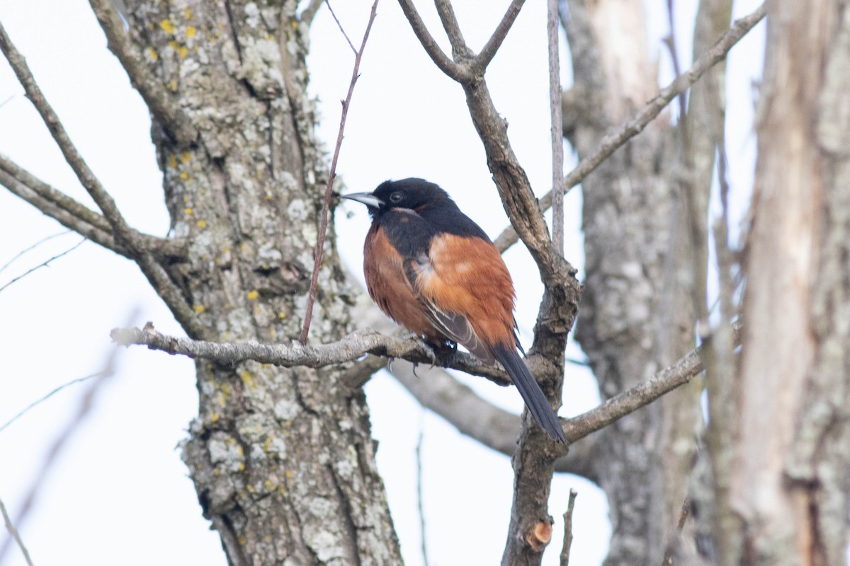 Orchard Oriole - ML617879189