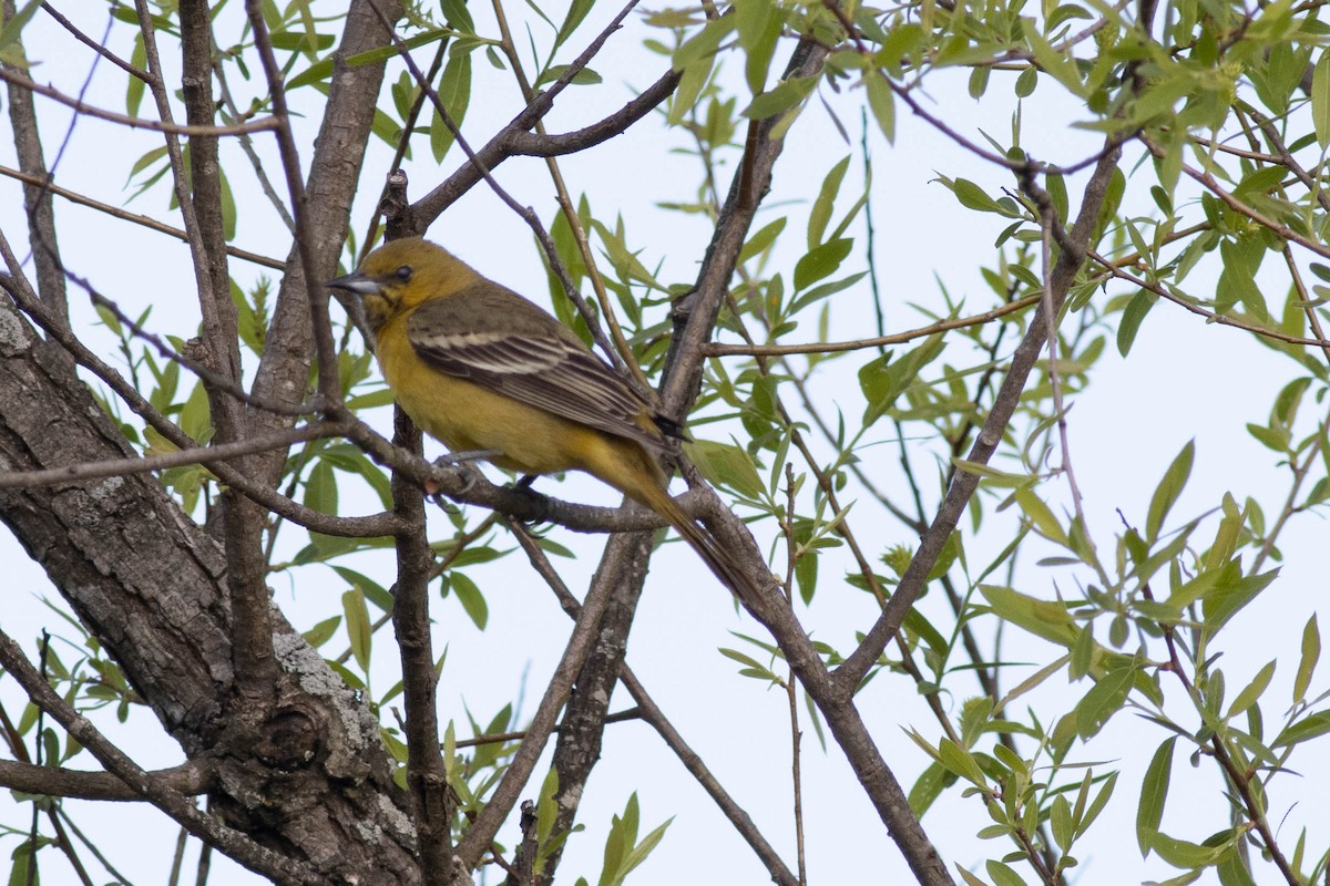 Orchard Oriole - ML617879190