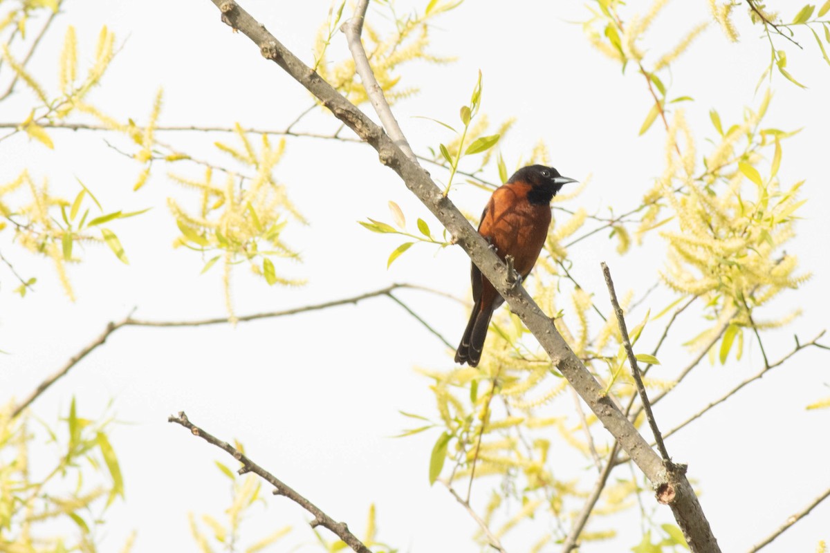 Orchard Oriole - ML617879191