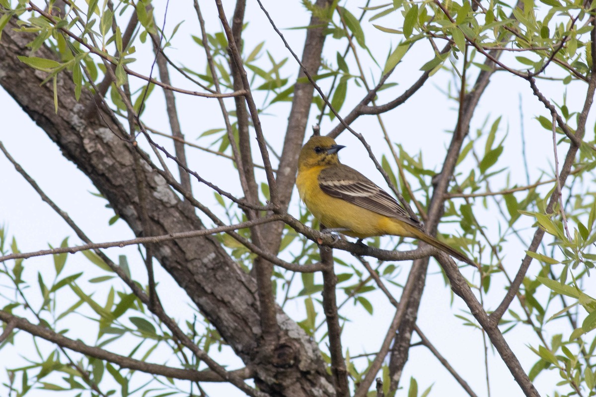 Orchard Oriole - ML617879192