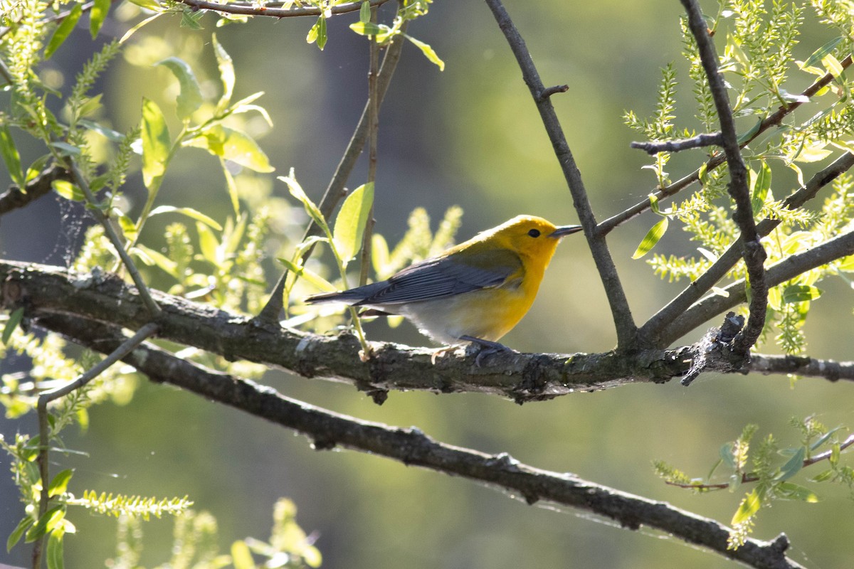 Prothonotary Warbler - ML617879196