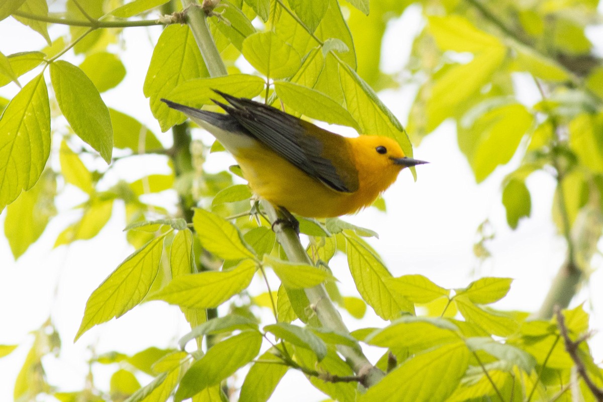 Prothonotary Warbler - ML617879197
