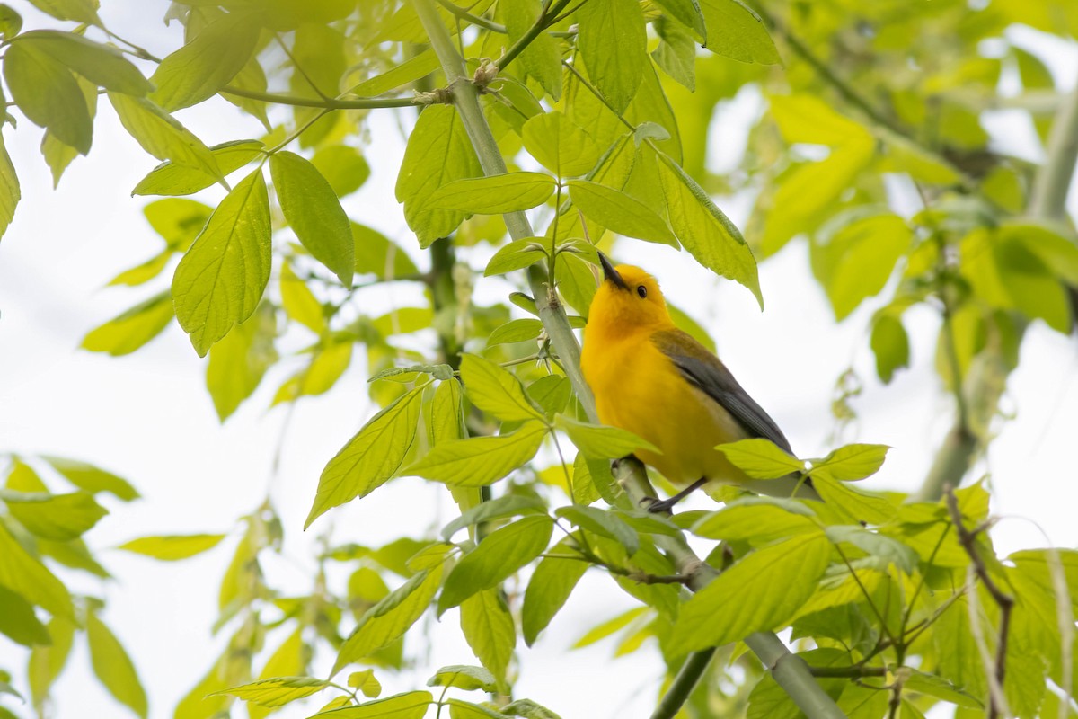 Prothonotary Warbler - ML617879198