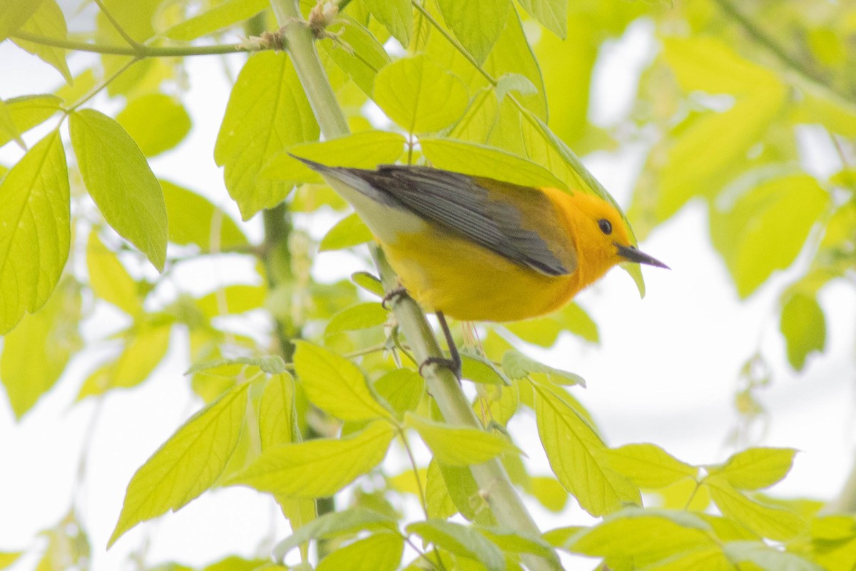 Prothonotary Warbler - ML617879199