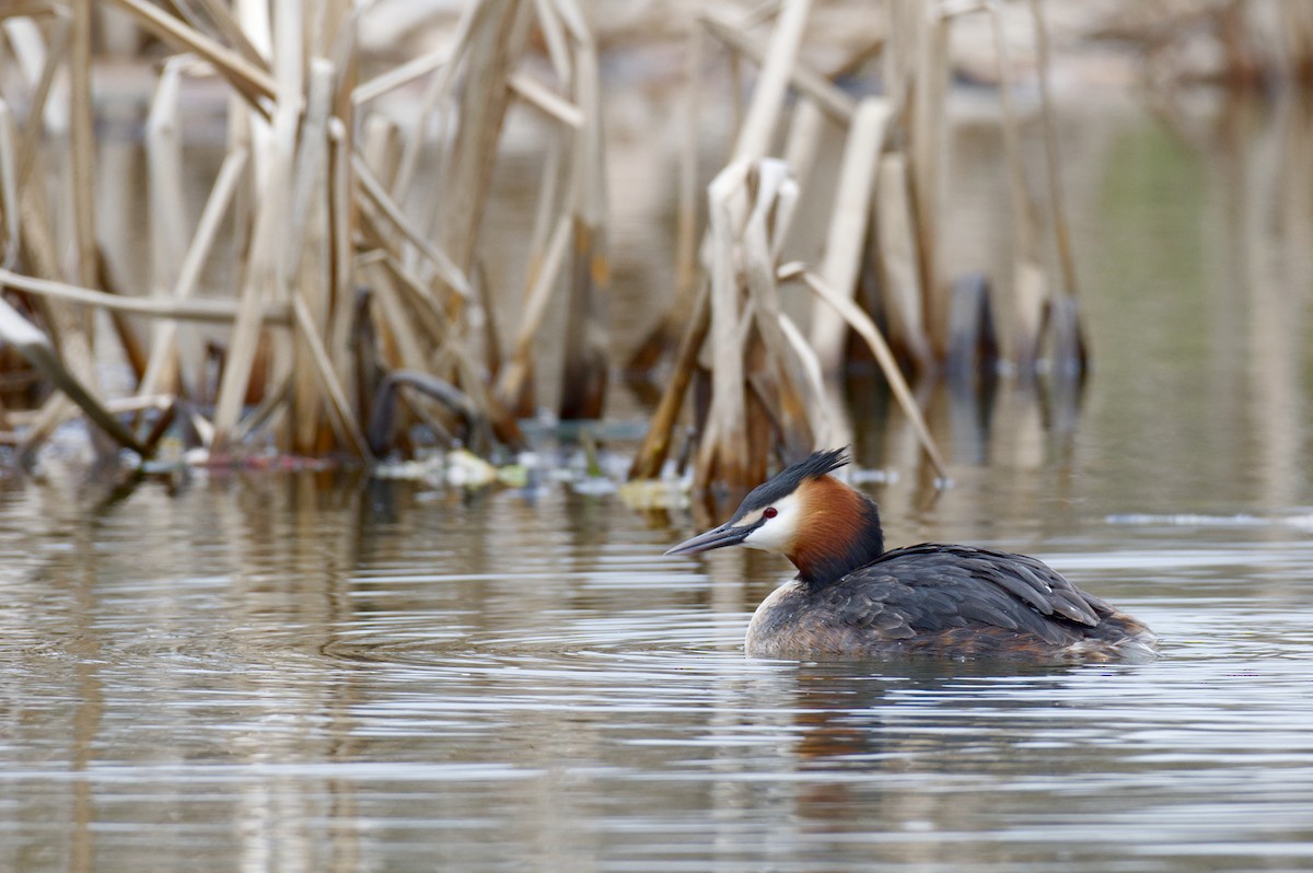 Great Crested Grebe - ML617879207