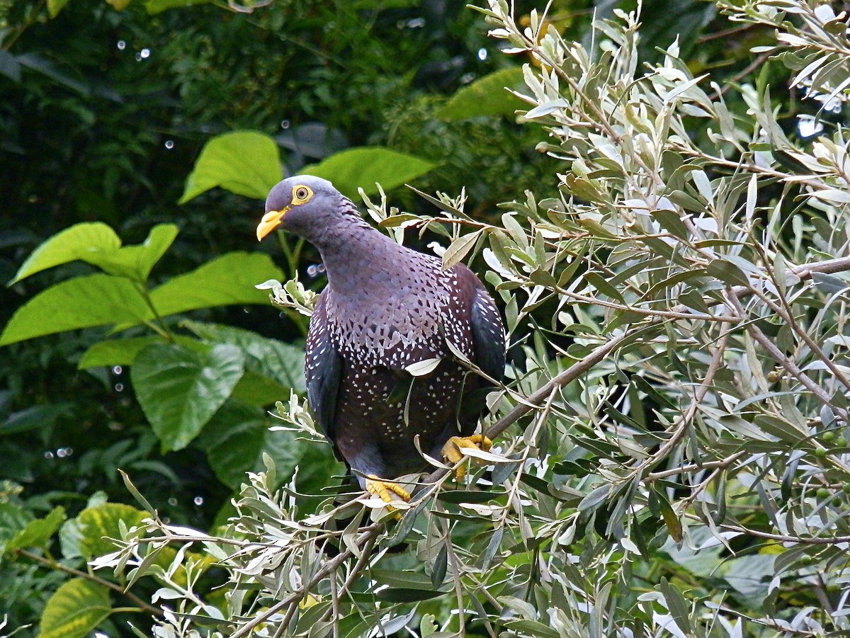 holub olivový - ML617879334