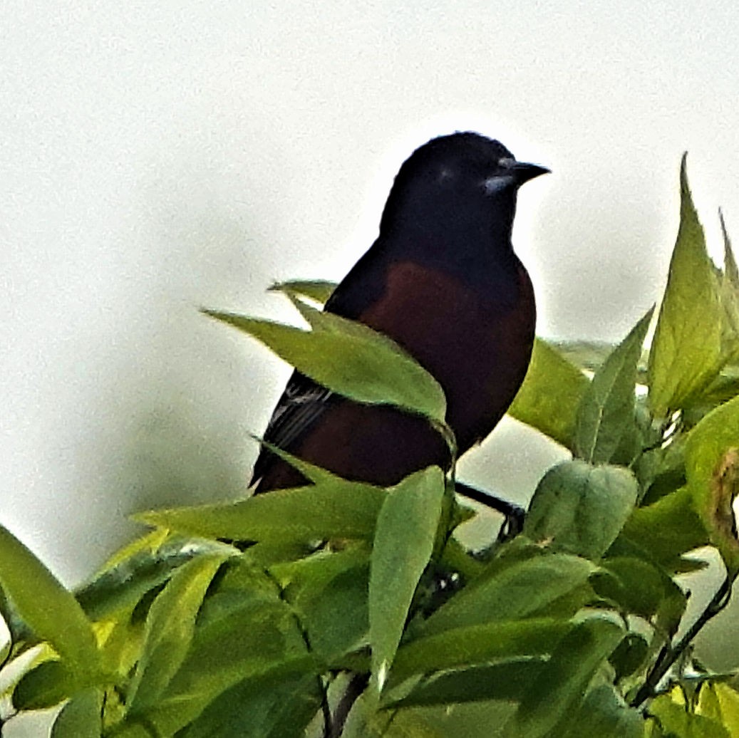 Orchard Oriole - ML617879403