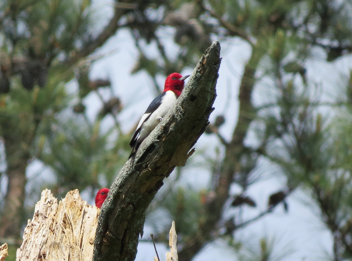Red-headed Woodpecker - ML617879465