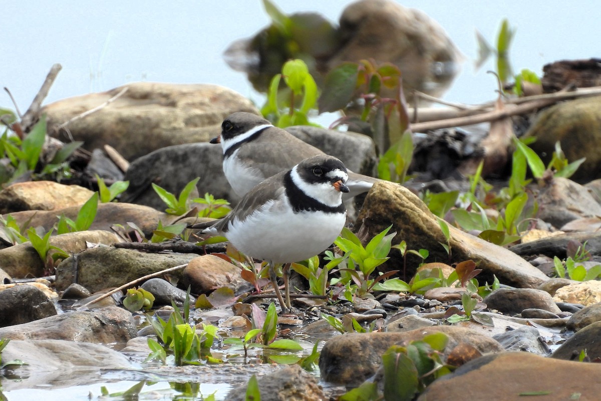 Semipalmated Plover - ML617879469
