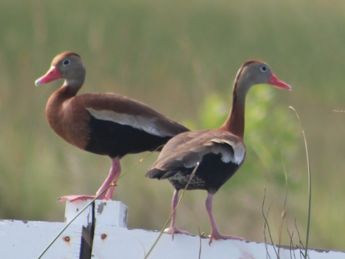 Black-bellied Whistling-Duck - Anupa Doraiswami
