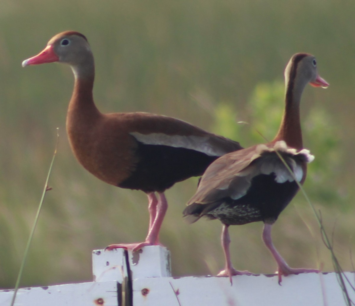 Black-bellied Whistling-Duck - Anupa Doraiswami