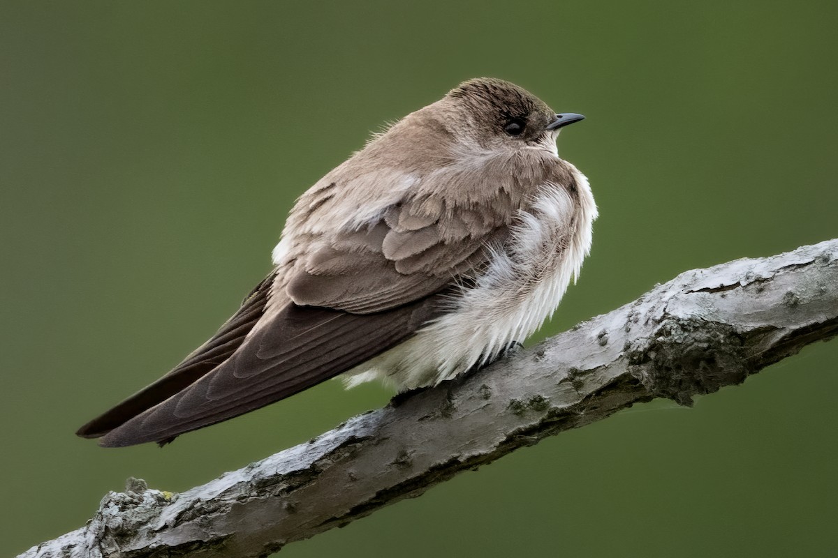 Northern Rough-winged Swallow - ML617879501