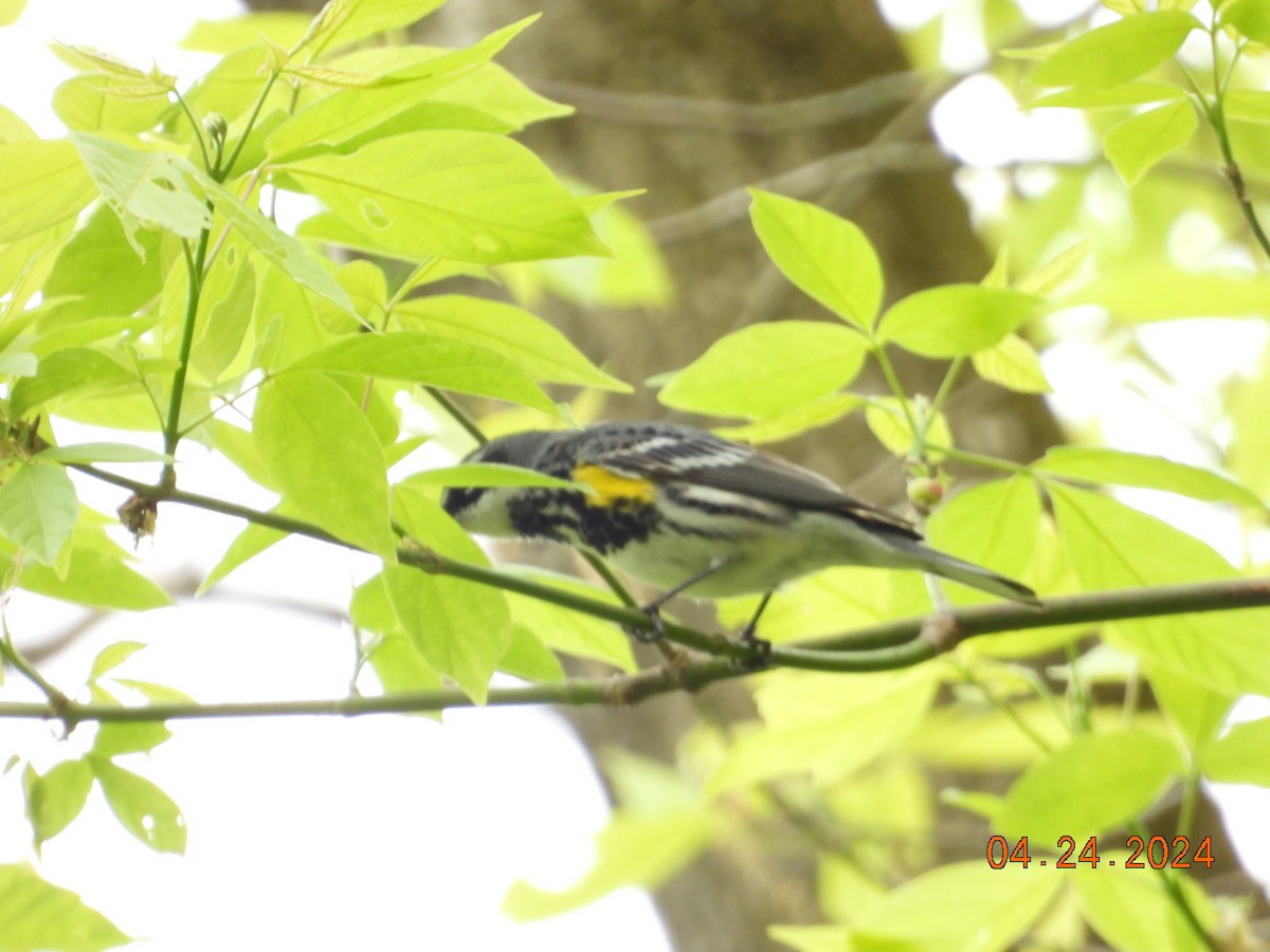 Yellow-rumped Warbler (Myrtle) - Pamela Fisher