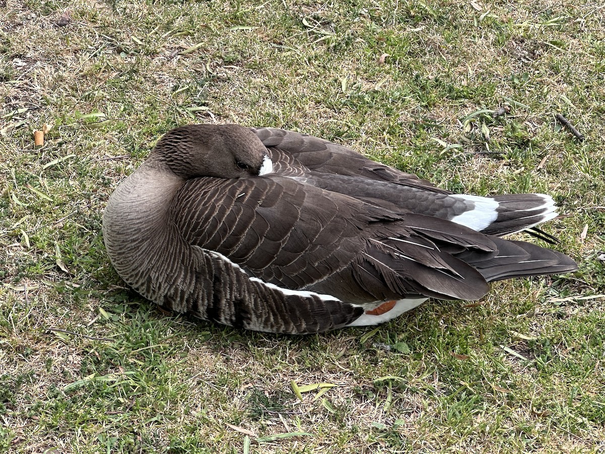 Greater White-fronted Goose - ML617879594