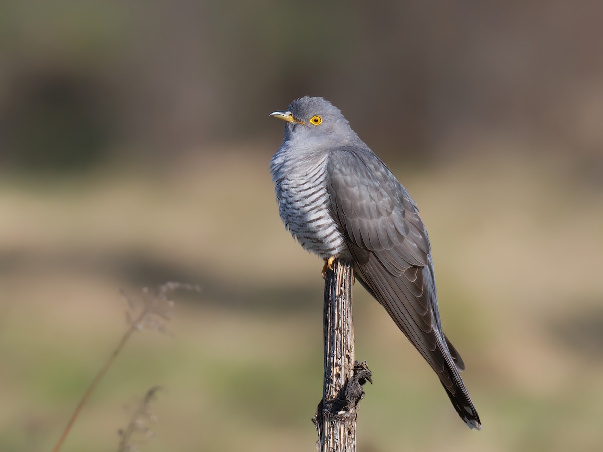 Common Cuckoo - Natalya Ostapova