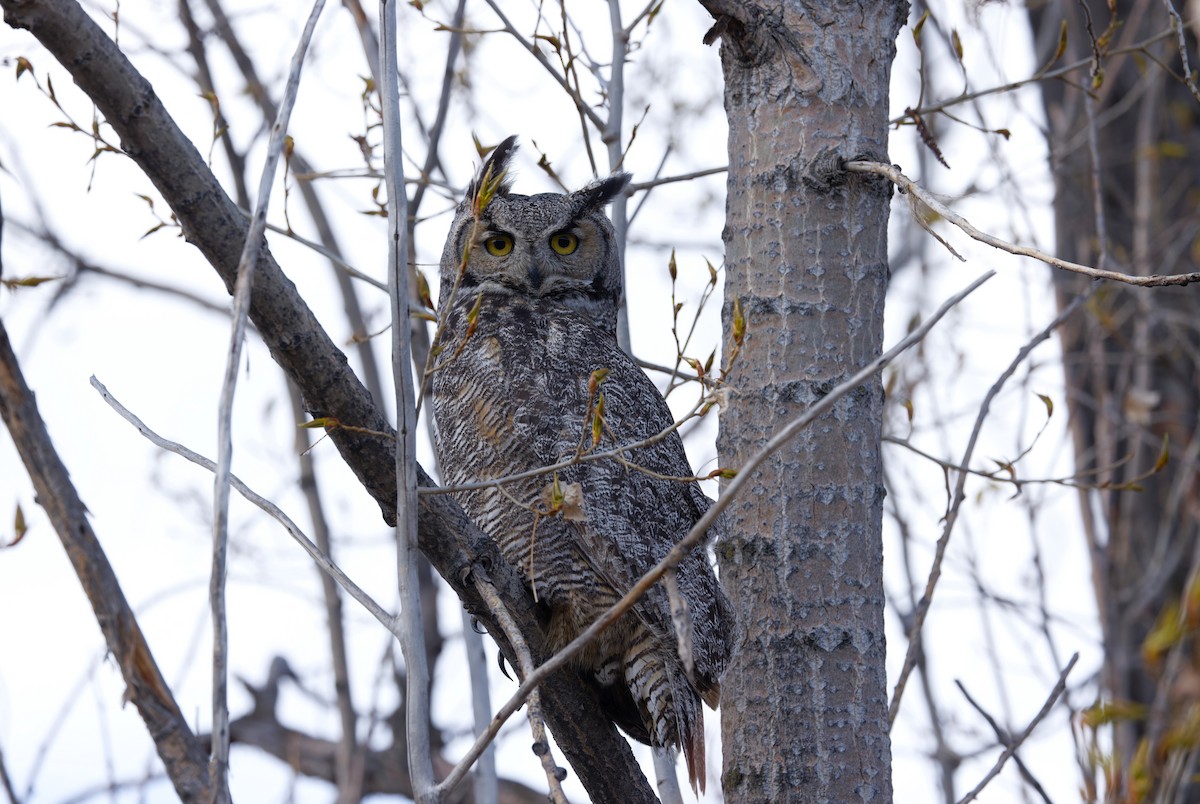 Great Horned Owl - ML617879693