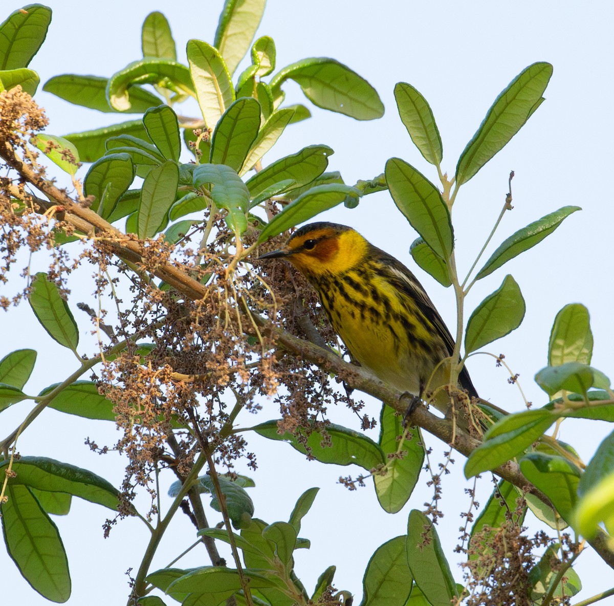 Cape May Warbler - ML617879699