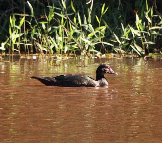 Muscovy Duck (Domestic type) - Rubélio Souza
