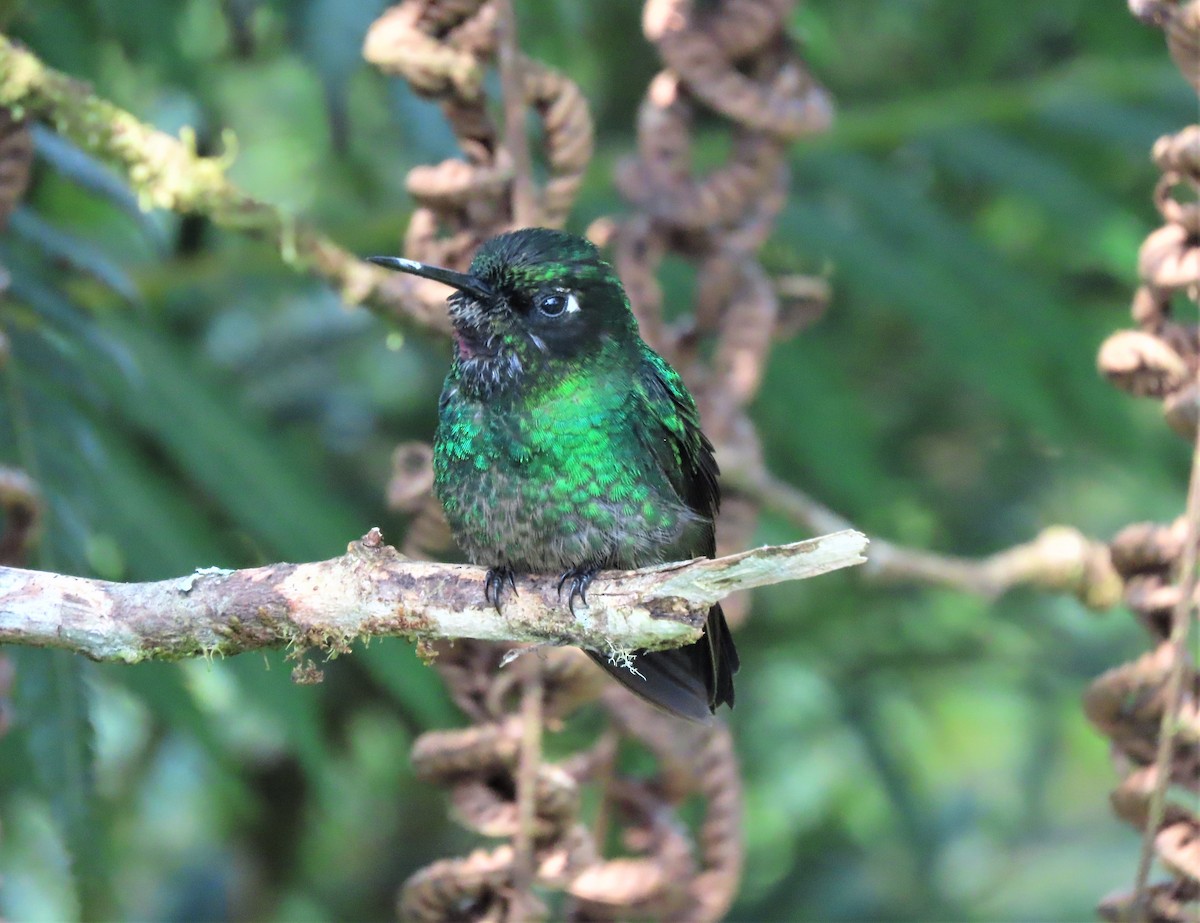 kolibřík zelenkavý - ML617879734