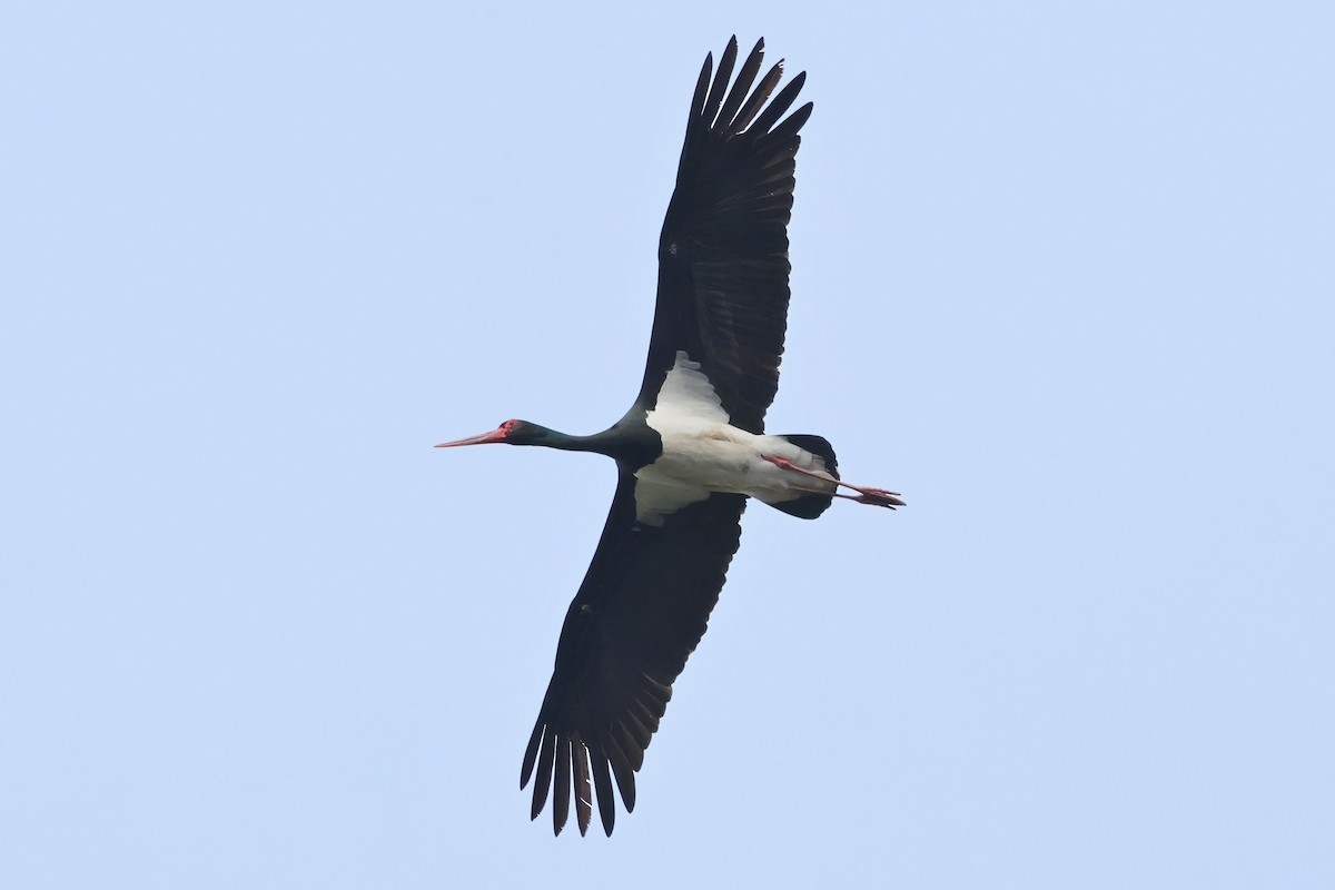 Black Stork - ML617879775