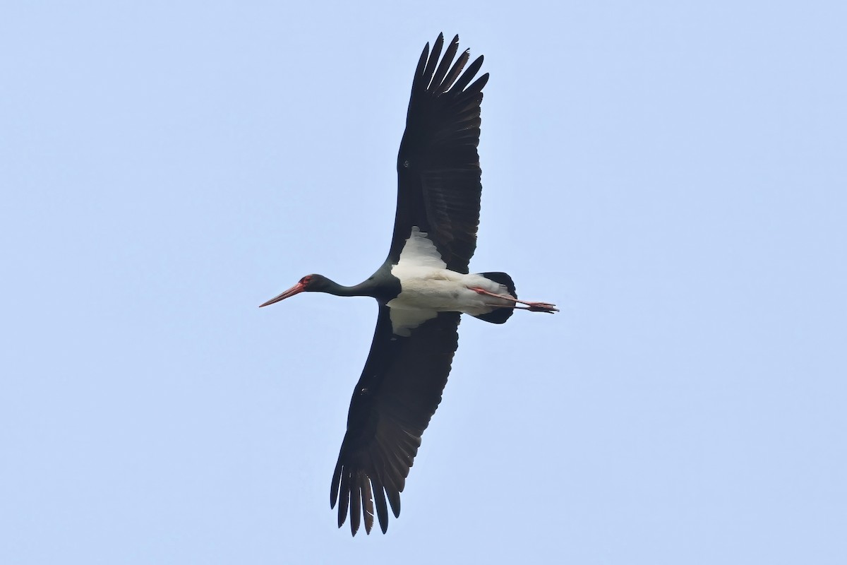 Black Stork - ML617879776