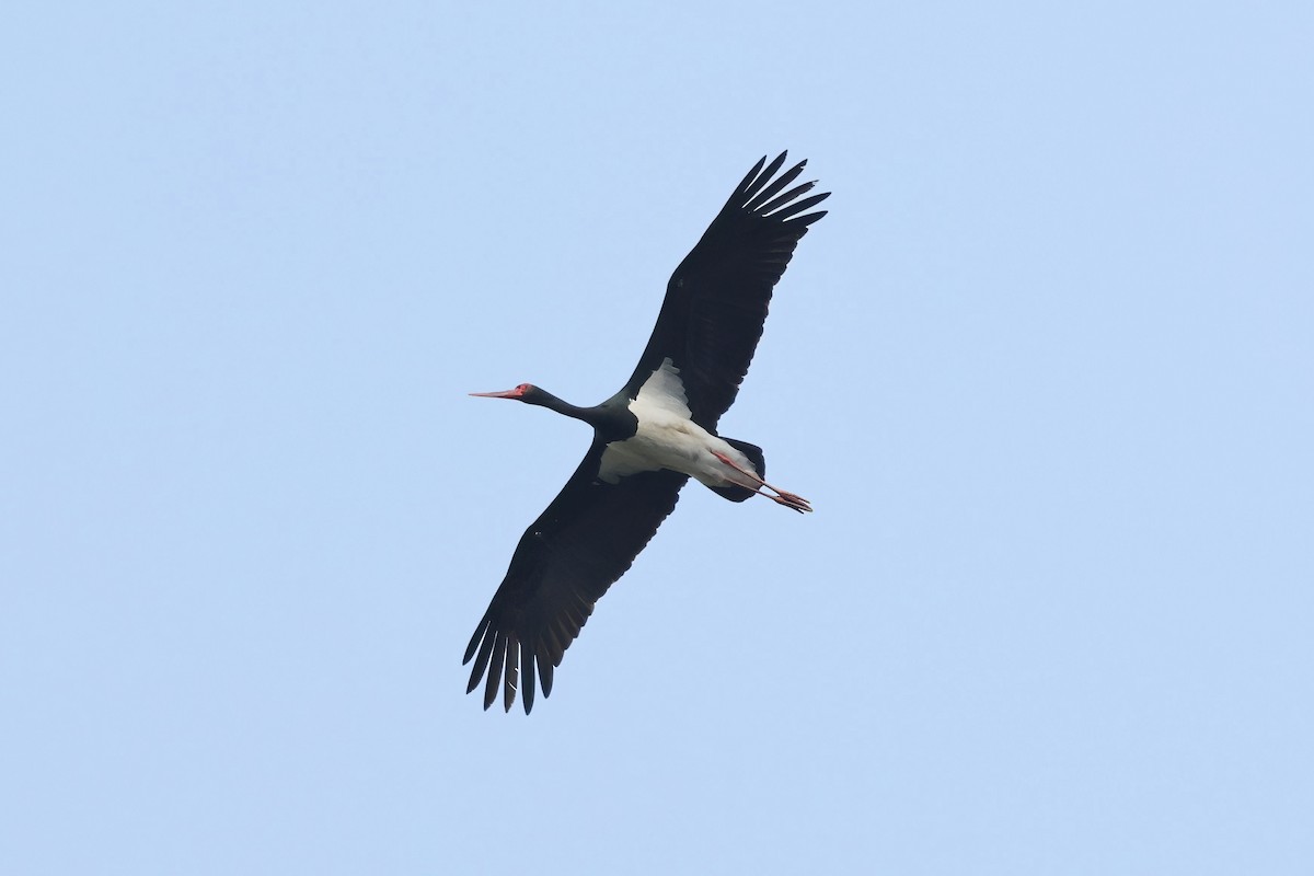 Black Stork - ML617879777