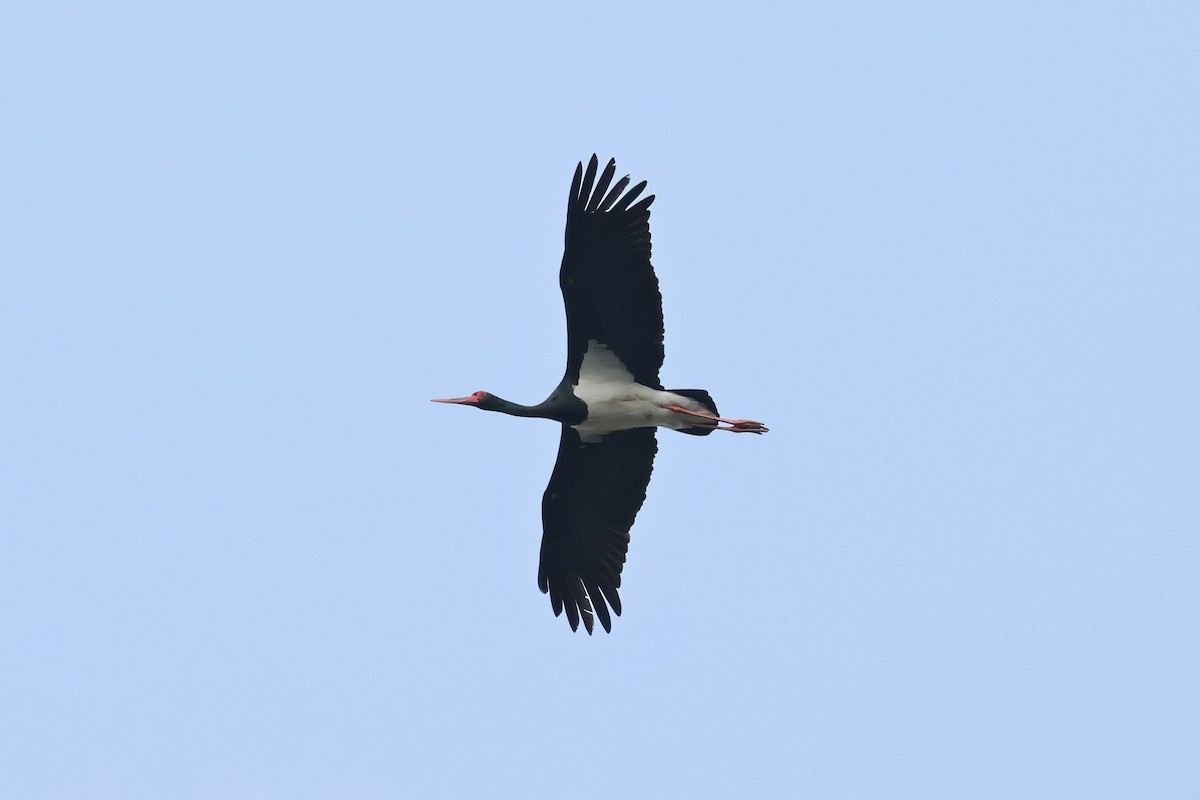 Black Stork - ML617879778